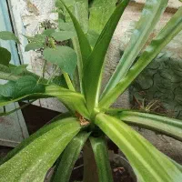 برگ ذرتی بزرگ فقط 700