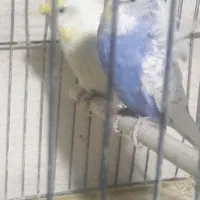 فروش تعدادی مرغ عشق پروانه ای مولد