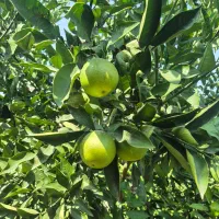 فروش پرتقال   تاراکو  درجه ۱  صادراتی رو درخت|خوردنی و آشامیدنی|کردکوی, |دیوار