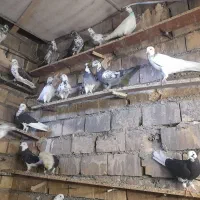 کبوترتهرونی ازکاشان