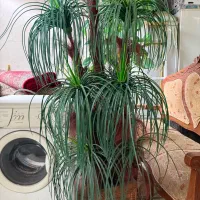 نخل مصنوعی ۶ شاخه همراه با گلدان هخامنشی