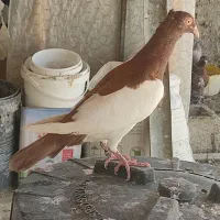 سرخ