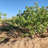 فروشی زمین باغ برجاده اصلی