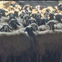 می بز گاو خودمونی دوکوتیمه مه