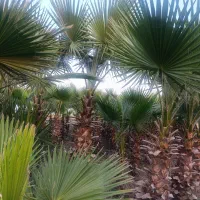 درخت بزرگ پالم ارتفاع ۶متر