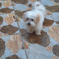 سگ اصل شیتزو|سگ|اندیمشک, |دیوار