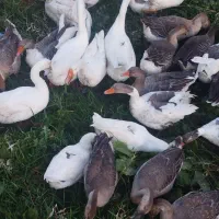 قوقاز های اصیل نژادارچاق|حیوانات مزرعه|ارومیه, |دیوار