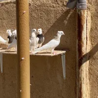 ۳۷ عدد طوقی |پرنده|شهرضا, |دیوار