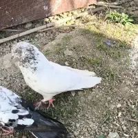 ۵ عدد کبوتر