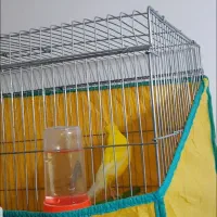 قناری طلایی|پرنده|بهبهان, |دیوار