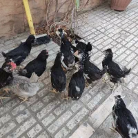 نیمچه مرغ وخروس گلین