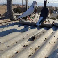 کفتر|پرنده|شیراز, بازار|دیوار