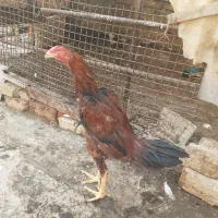 جوجه لاری اصیل نژاد افقان وترک|حیوانات مزرعه|پاکدشت, خاتون آباد|دیوار