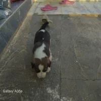 دو توله آلابای|سگ|گمیشان, |دیوار