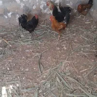 غاز بزرگ وسالم