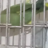 ملنگو مولد|پرنده|قم, پامنار|دیوار