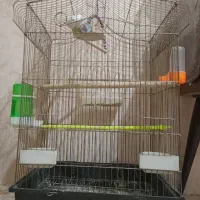 قفس عروس هلندی