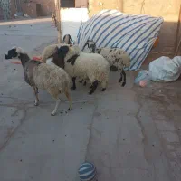 میش زاییده|حیوانات مزرعه|رفسنجان, |دیوار