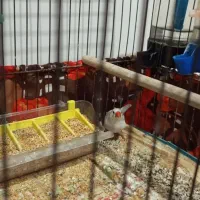 فنج ماده|پرنده|پاکدشت, پاکدشت (مامازند)|دیوار