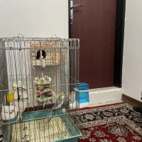 عروس هلندی با قفس وسایل|پرنده|کرج, برغان|دیوار