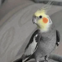 عروس هلندی دست اموز