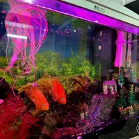 ماهی|ماهی|پاکدشت, پاکدشت (مامازند)|دیوار