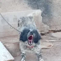 واگذاری سگ خاسگری ۱۴ ماهه گله ای دهن پاک