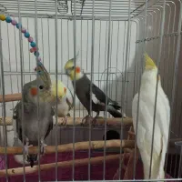 تعدادی عروس هلندی جوون|پرنده|ساوه, |دیوار