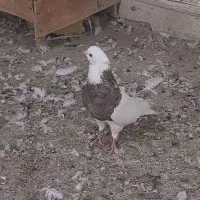 کبوتر طوقی معاوضه