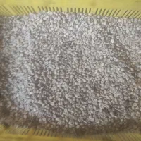 فروش عمده قهوه  روبوستا