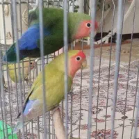 یک جفت طوطی برزیلی مولد به همراه جوجه هاش