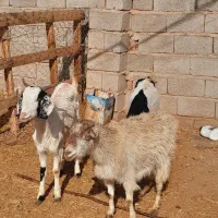 گوسفند بز|حیوانات مزرعه|کرمان, |دیوار