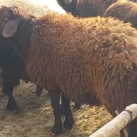 بره چاق کشتاری