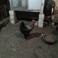 مرغ وخروس مرندی