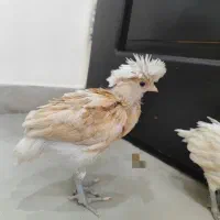 فروش فوق‌العاده جوجه لهستانی پولیش زیبا|حیوانات مزرعه|کرج, کوی کارمندان شمالی|دیوار