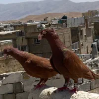 نرو ماده اتیشی کاکل