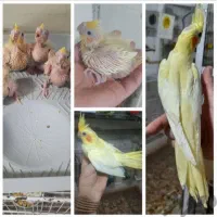 عروس هلندی پرورشگاه طوطیسان