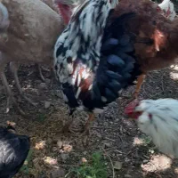 خروس گلین بسیار زیبا