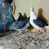 کبوتر پلاکی صید