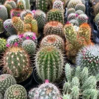 کاماکتوس طبیعی