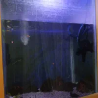 اکواریوم زیبا|ماهی|قم, باغ کرباسی|دیوار