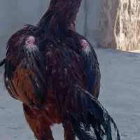 دو عدد خروس لاری سالم|حیوانات مزرعه|قره ضیاالدین, |دیوار