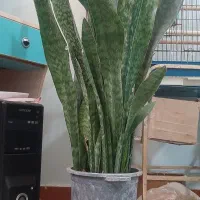 گل و گیاه طبیعی زیباومقاوم زیبا