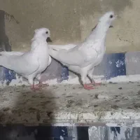 دوتا نر کاکولی قیمت ۸۰۰|پرنده|آشخانه, |دیوار