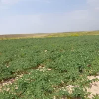 فروش نخود بذری سفید و قرمز