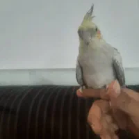 عروس هلندی|پرنده|جیرفت, |دیوار