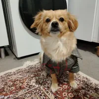 واگذاری سگ|سگ|کرمان, |دیوار