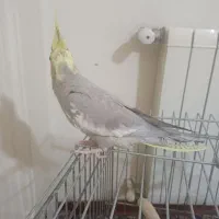 عروس هلندی نر