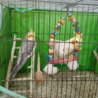 عروس هلندی نر و ماده