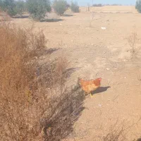 سه عدد مرغ ۸عدد بوقلمون|حیوانات مزرعه|گنبد کاووس, |دیوار